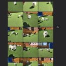 댕댕가르텐 강아지애견유치원호텔 이미지