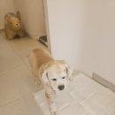 코카애견 | 광주 금호동 애견미용 코카스패니얼 위생목욕 피부케어 꼬담 후기 🐶💕