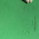 마이펫까까 이미지