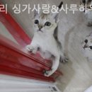 싱가사랑 네이버블로그