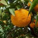 세동농장 이미지