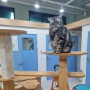 고양이호텔코자냥 이미지