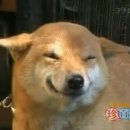 웃는 강아지 이미지