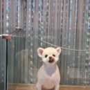 송도멍멍이발소 이미지