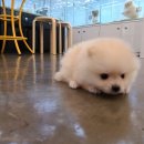 디자인바이펫 이미지