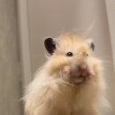 쪽갈비에 꼬치다 | 수원역 양꼬치/수원역 술집&amp;쪽갈비 | 천지양꼬치