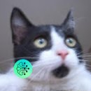 청보릿골 이미지