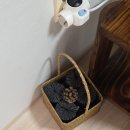 멀구슬민박 | 하동 지리산 펜션 숙소 추천 멀구슬펜션 내돈내산 후기(할인, 주의사항)