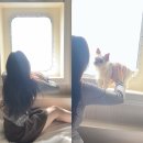 울릉도 가족 여행❤️(+애견동반) 울릉도 여행 준비 및 꿀팁🍯울릉 썬플라워크루즈(차량 선적 방법)이용 후기