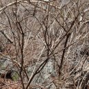 지리산 약초