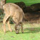 야생사슴농장 이미지