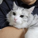 묘연고양이병원 이미지