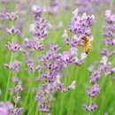 상균농장 이미지