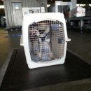 꽃님켄넬 이미지