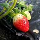 지영이네농장 이미지