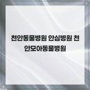 천안모아동물병원 | 천안동물병원 안심병원 천안모아동물병원