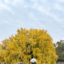 인천대공원 야영장 | [인천 단풍명소]인천대공원 11월