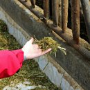 일출목장 이미지