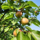 대승아농장 이미지