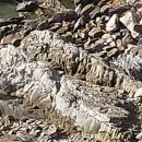 백호랑이 와새끼 이미지