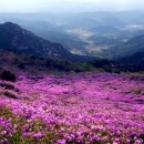 포레스트캠핑