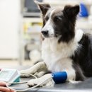 일산 클래식 동물병원 이미지