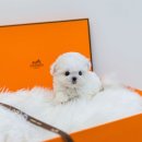 안양유지사료 이미지