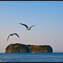 갈매기의 꿈 이미지