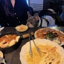 애견 11번가 이미지