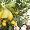 해나라1호 이미지