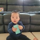 [아기유산균 추천] 첨가물없는 유아유산균 베이비락 골든플레인, 4개월 실체험후기!