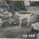 체형과 얼굴이 장대한 1936년 진돗개 이미지