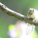 아기다람쥐 이미지