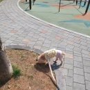 슈나우펫 이미지