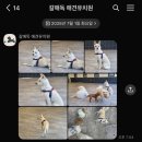 갈매독 애견유치원 이미지