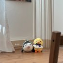 반갑다창문밖고양이 이미지