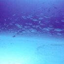 홀리데이나이트 이미지