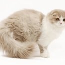 루원 센트럴 동물의료센터 이미지