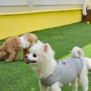 스토리 멍 | 스토리멍 여수애견유치원 5개월후기☆너무좋아요.