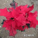 기쁨조