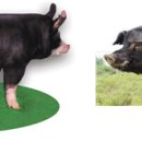 종화축산 이미지