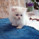 해피고양이분양 | 부산고양이가정분양 후기: 첫 합사 과정에 베스트펫과 함께