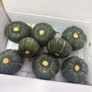 이상전자 | 제철언니 밤호박 내돈내산 4년째 후기 전자레인지 조리 보관 방법 칼로리