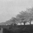 무심천 벚나무길 이미지