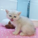 똥강아지 김해 강아지분양 고양이분양 이미지