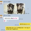 델리키아 | 분당 델리키아 애견 호텔링/미용 후기