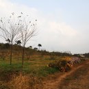 잉꼬농장 이미지