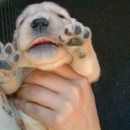 위드독스 샵 이미지