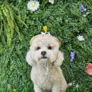 땡글땡굴 이미지