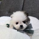 그레이하운드(주) 이미지